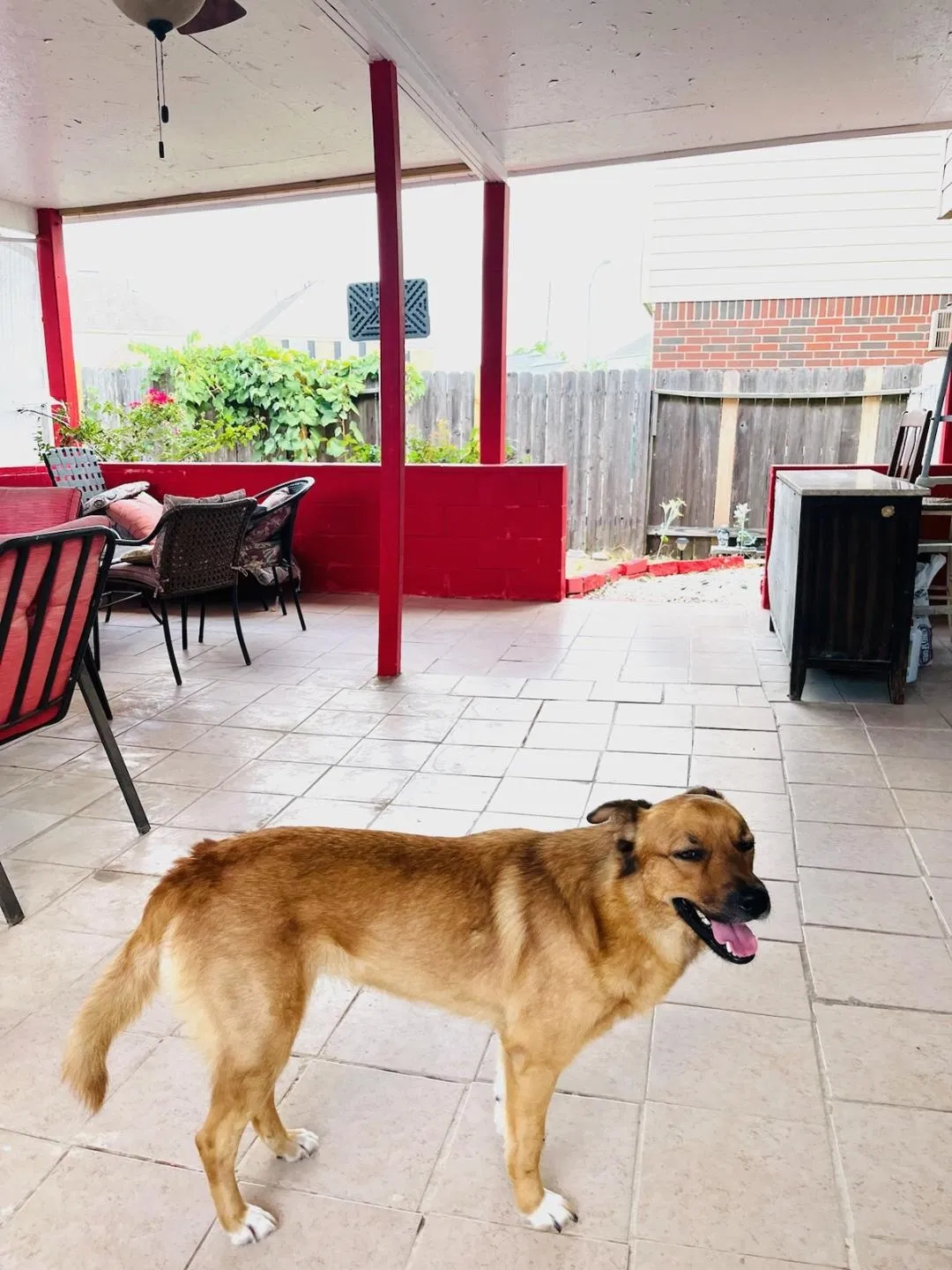 Lost dog in Katy, TX, 77449