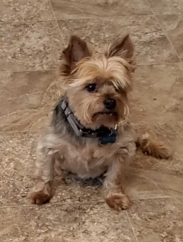 Lost dog in Nampa, ID, 83651