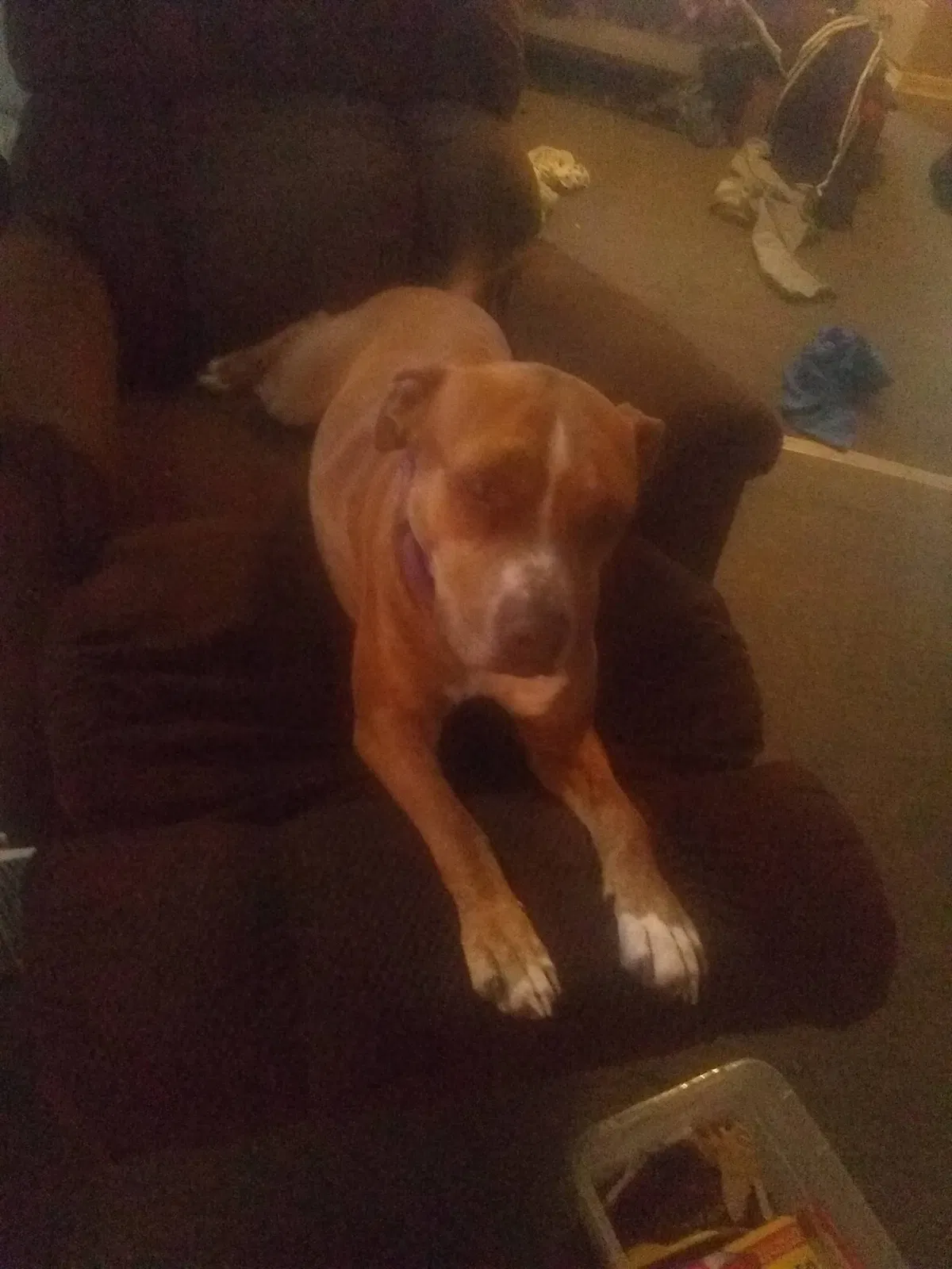Lost dog in Tulsa, OK, 74112