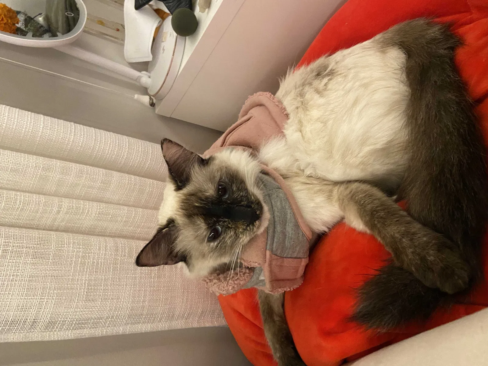 Lost cat in Upland, CA, 91786