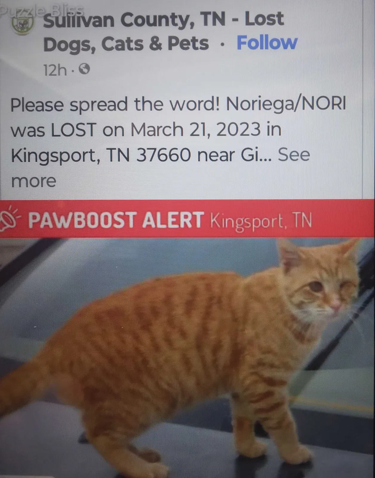 Lost cat in Kingsport, TN, 37660