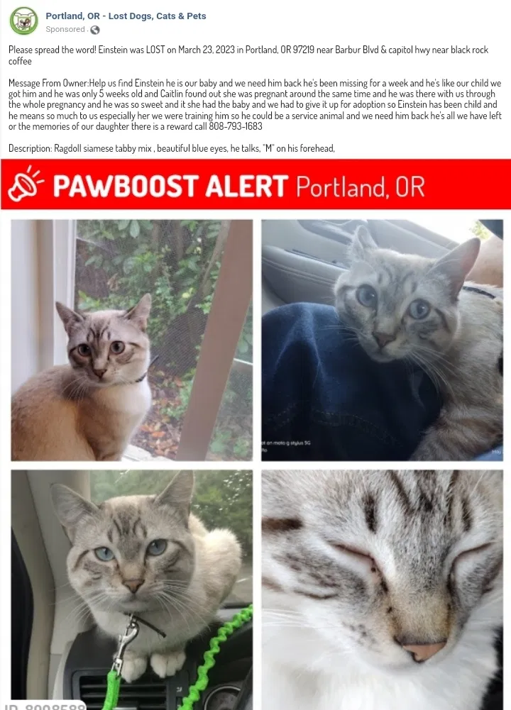 Lost cat in Portland, OR, 97217