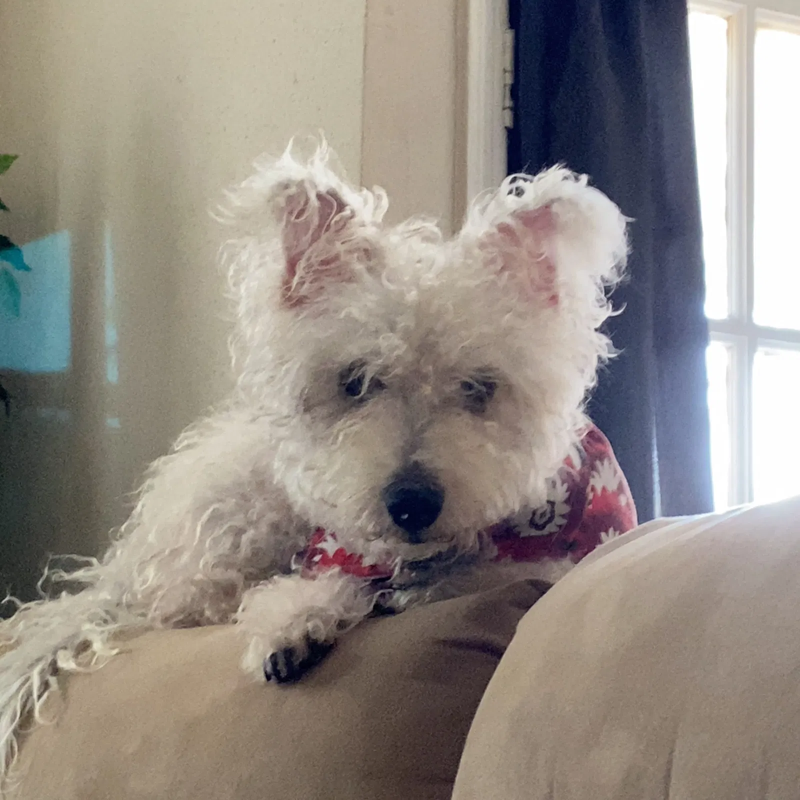 Lost dog in Houston, TX, 77053