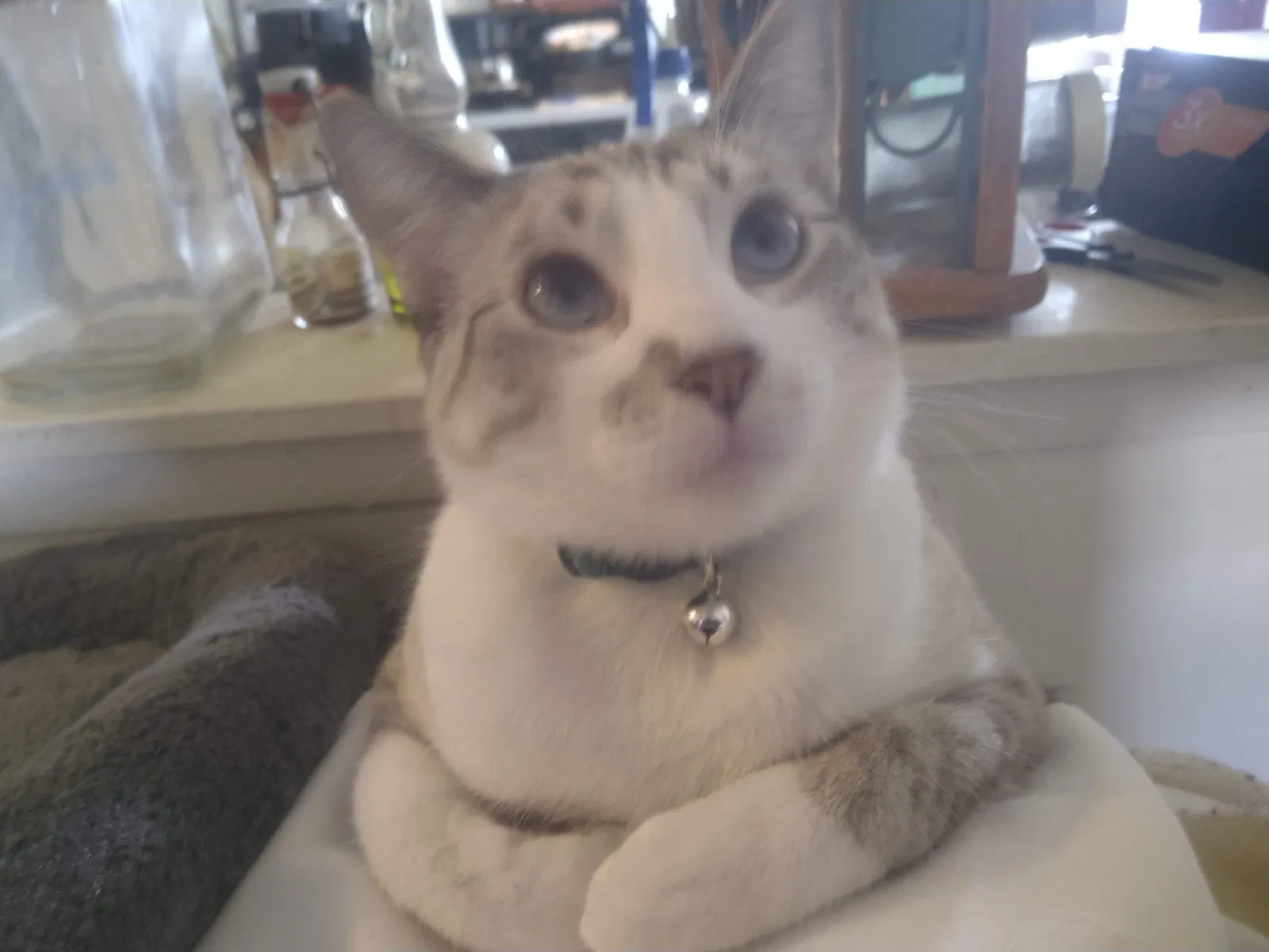 Lost cat in Jackson, MS, 39212