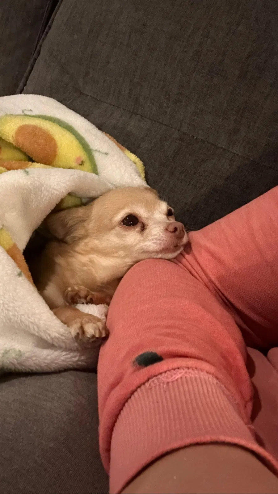 Lost dog in Ostrander, OH, 43061