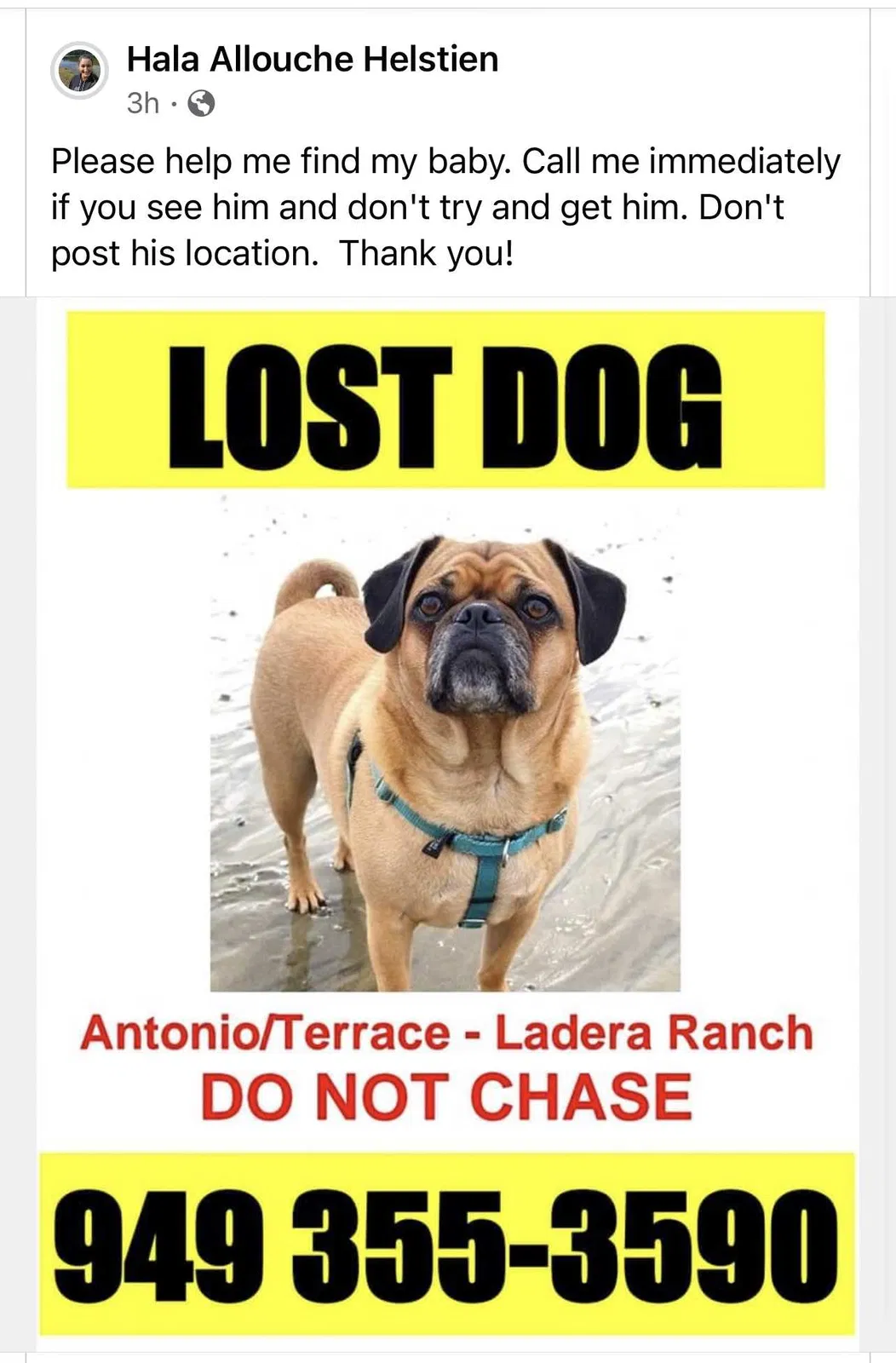 Lost dog in Ladera Ranch, CA, 92694