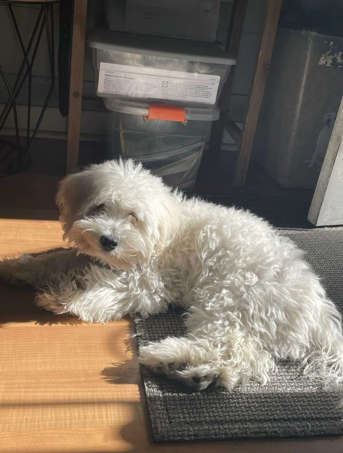 Lost dog in San Bernardino, CA, 92410