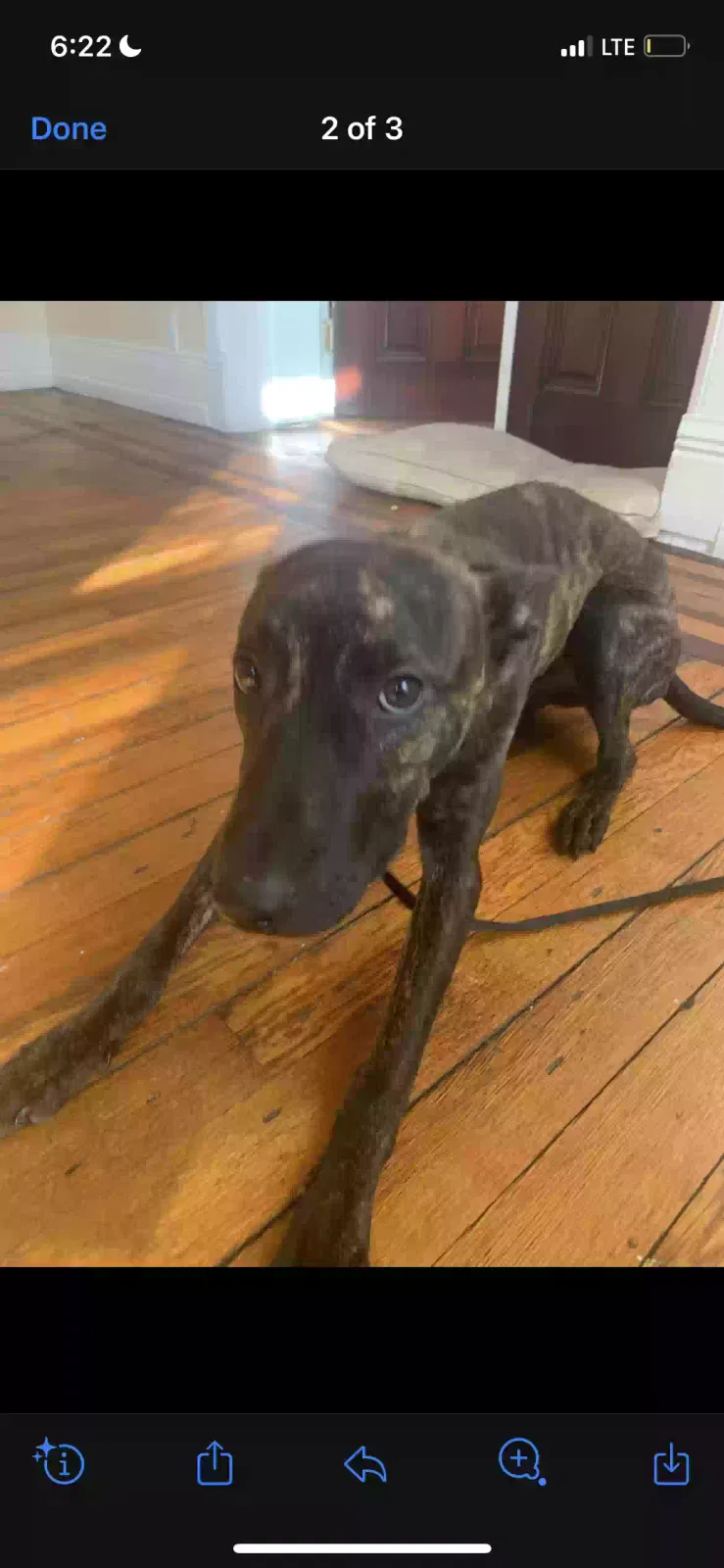 Lost dog in Utica, NY, 13501