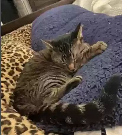 Lost cat in Hockley, TX, 77447