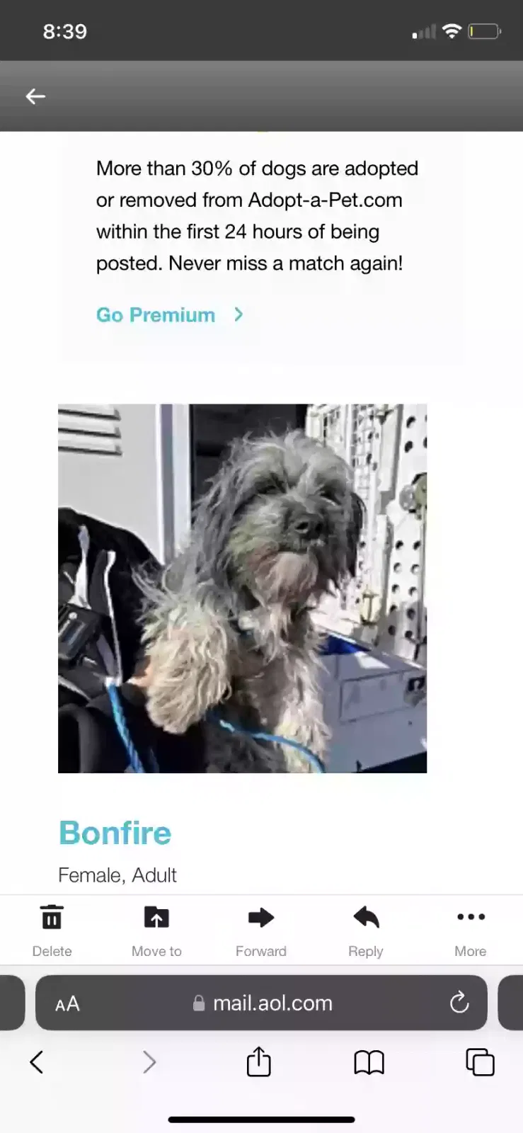 Lost dog in Orange, CA, 92869