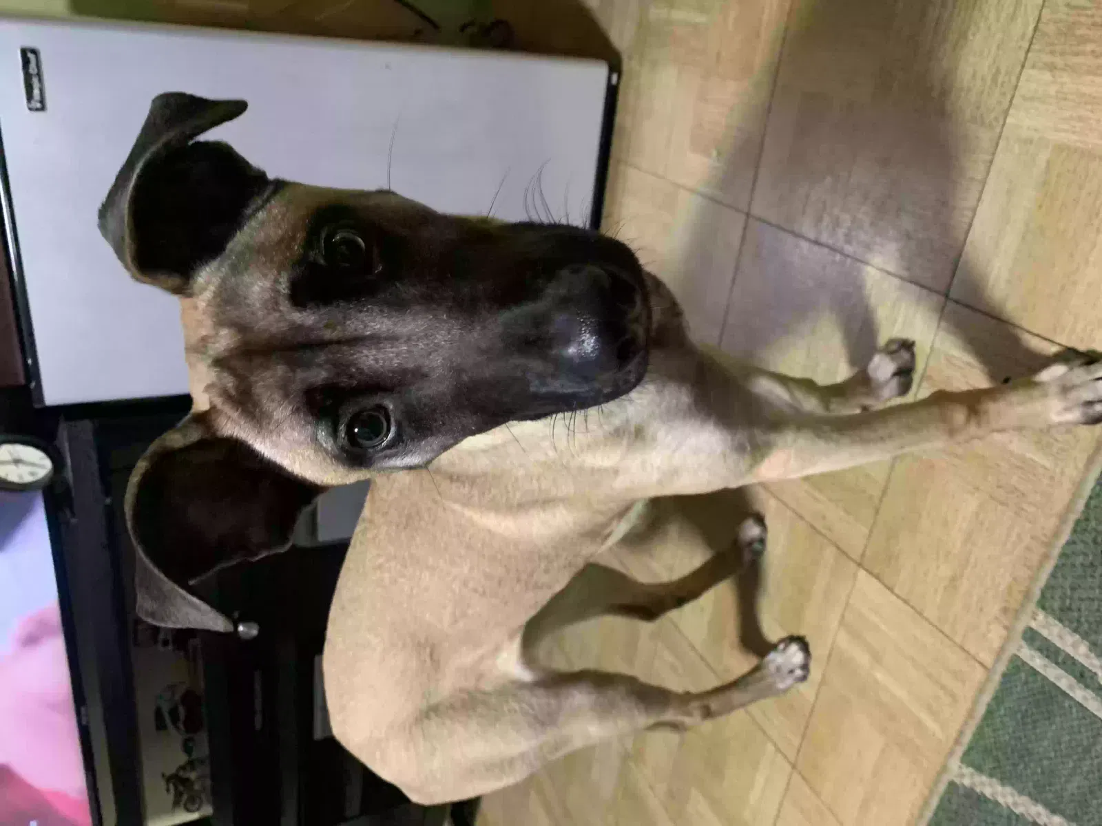 Found dog in Artesia, CA, 90701