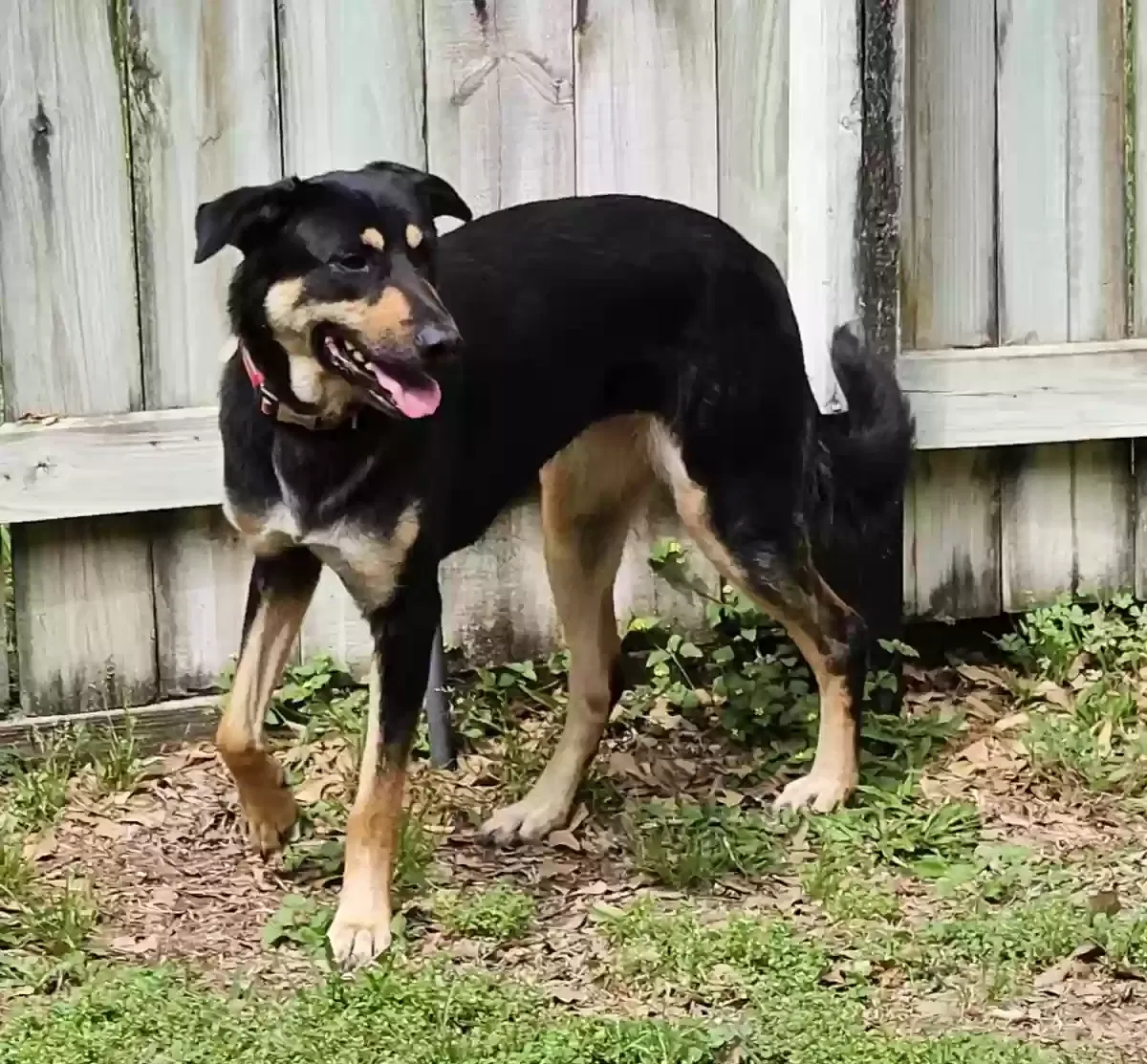 Found dog in Houston, TX, 77084