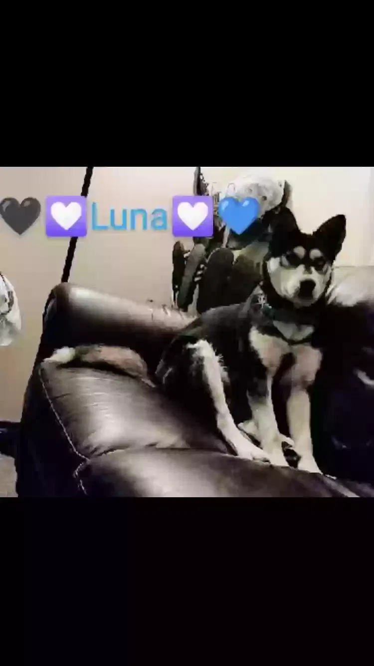 Lost dog in Spokane, WA, 99205