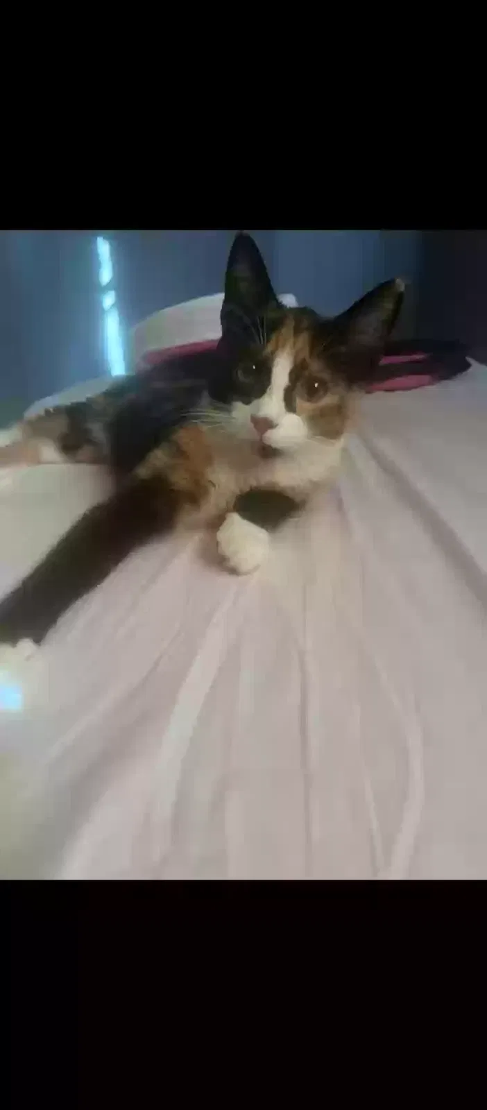 Lost cat in Riverdale, GA, 30274