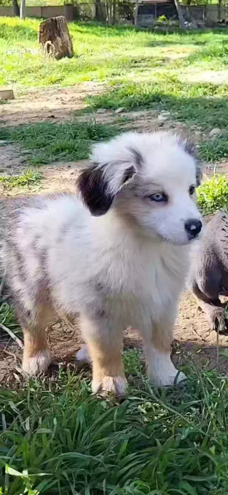 Lost dog in Fort Worth, TX, 76103