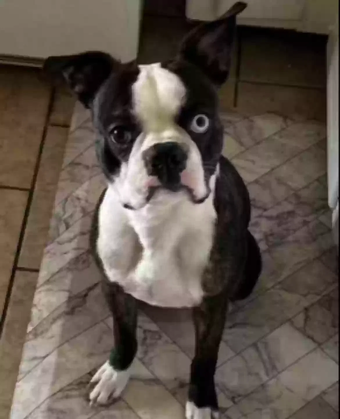 Lost dog in Oklahoma City, OK, 73160