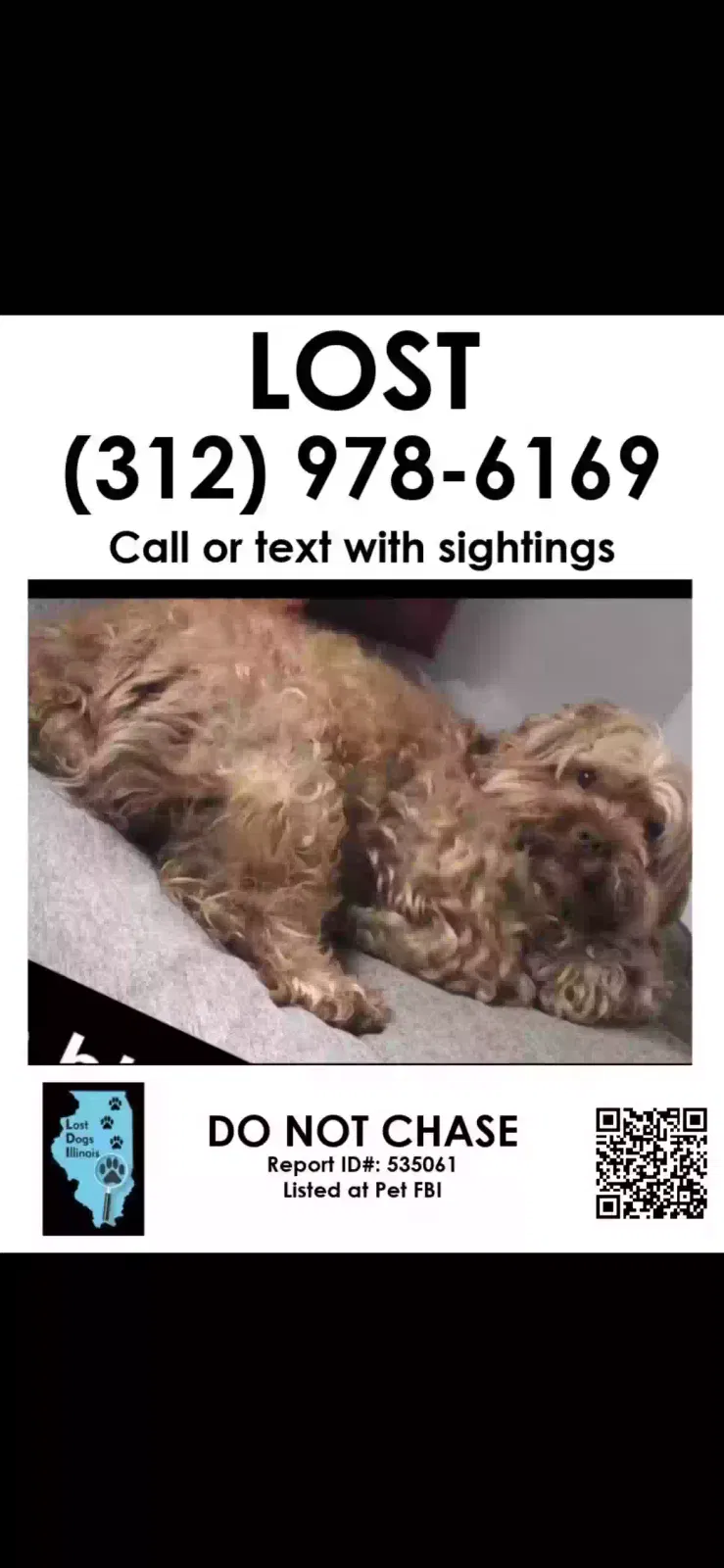 Lost dog in Chicago, IL, 60651