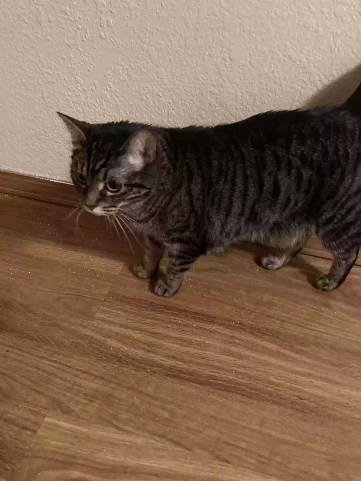 Found cat in Park Hills, MO, 63601