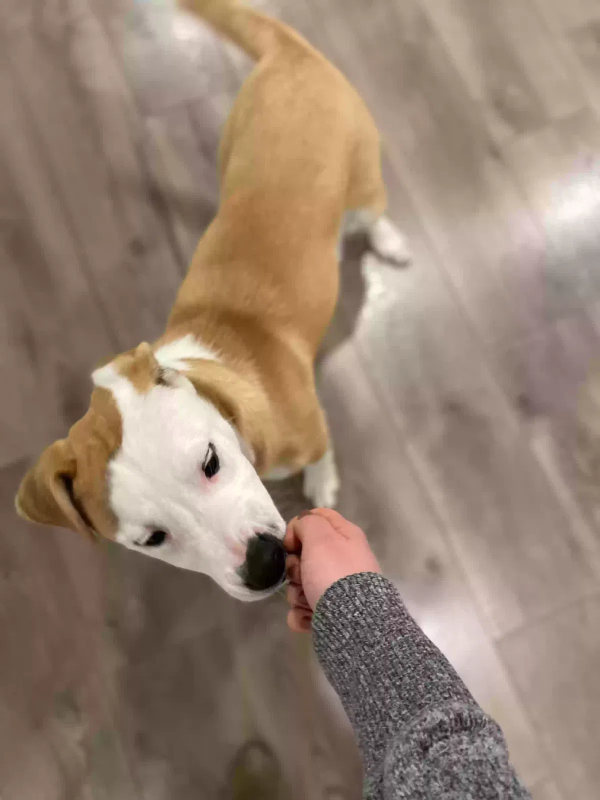 Found dog in Tacoma, WA, 98408