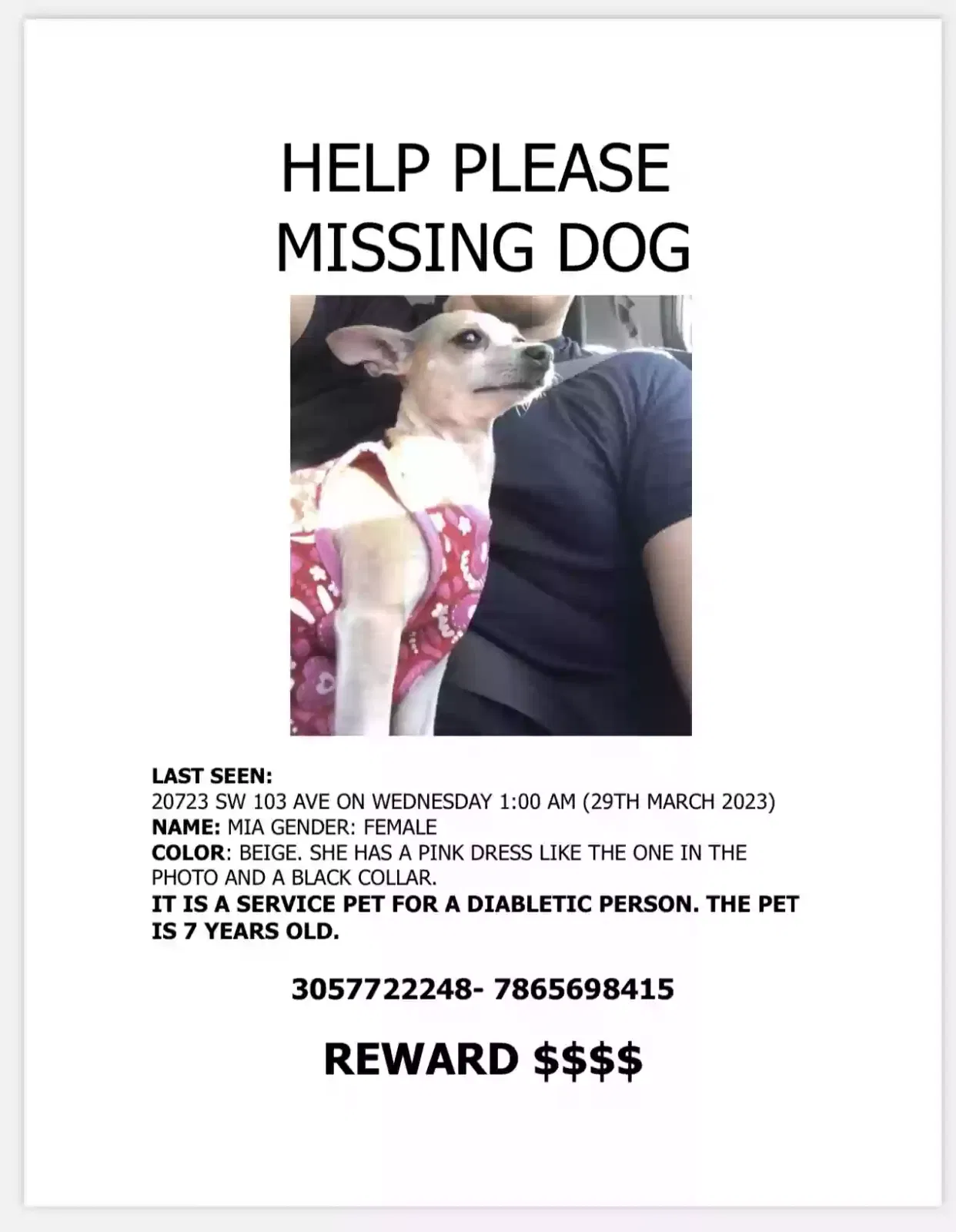 Lost dog in Miami, FL, 33189