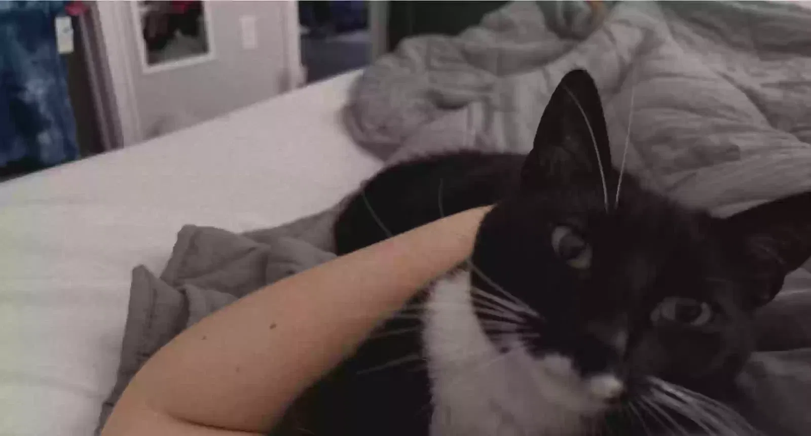 Lost cat in Virginia Beach, VA, 23462