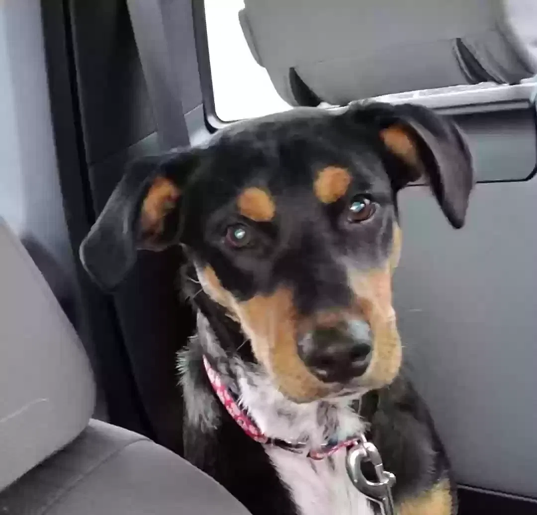 Lost dog in Newman, CA, 95360