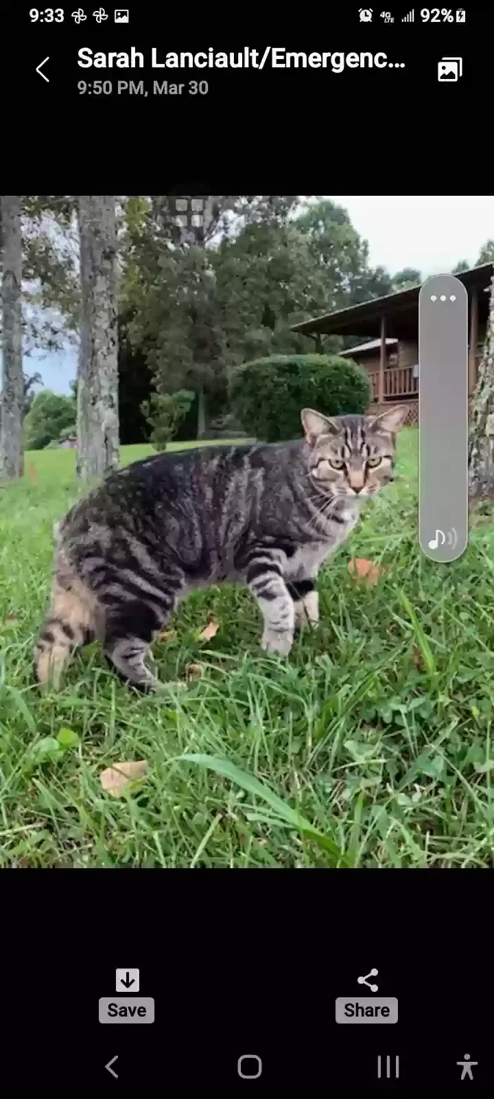 Lost cat in Jacksboro, TN, 37757