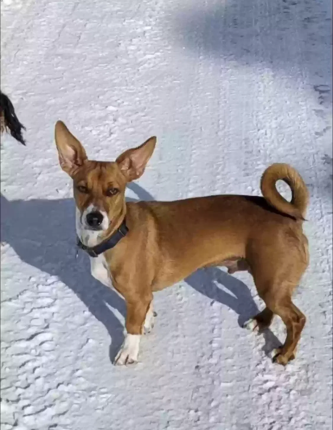 Lost dog in Reno, NV, 89503