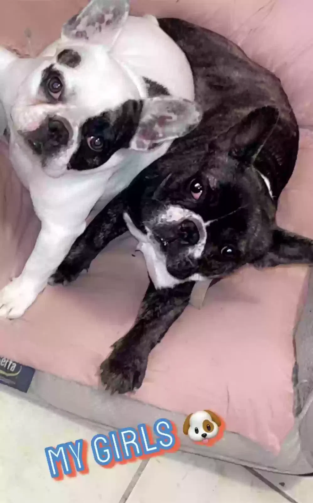 Lost dog in Mobile, AL, 36693