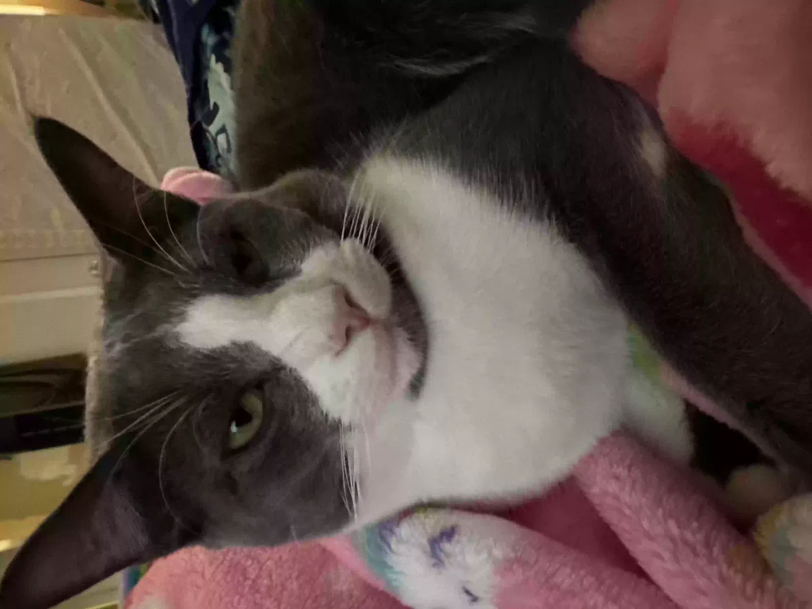 Lost cat in Pinson, AL, 35126