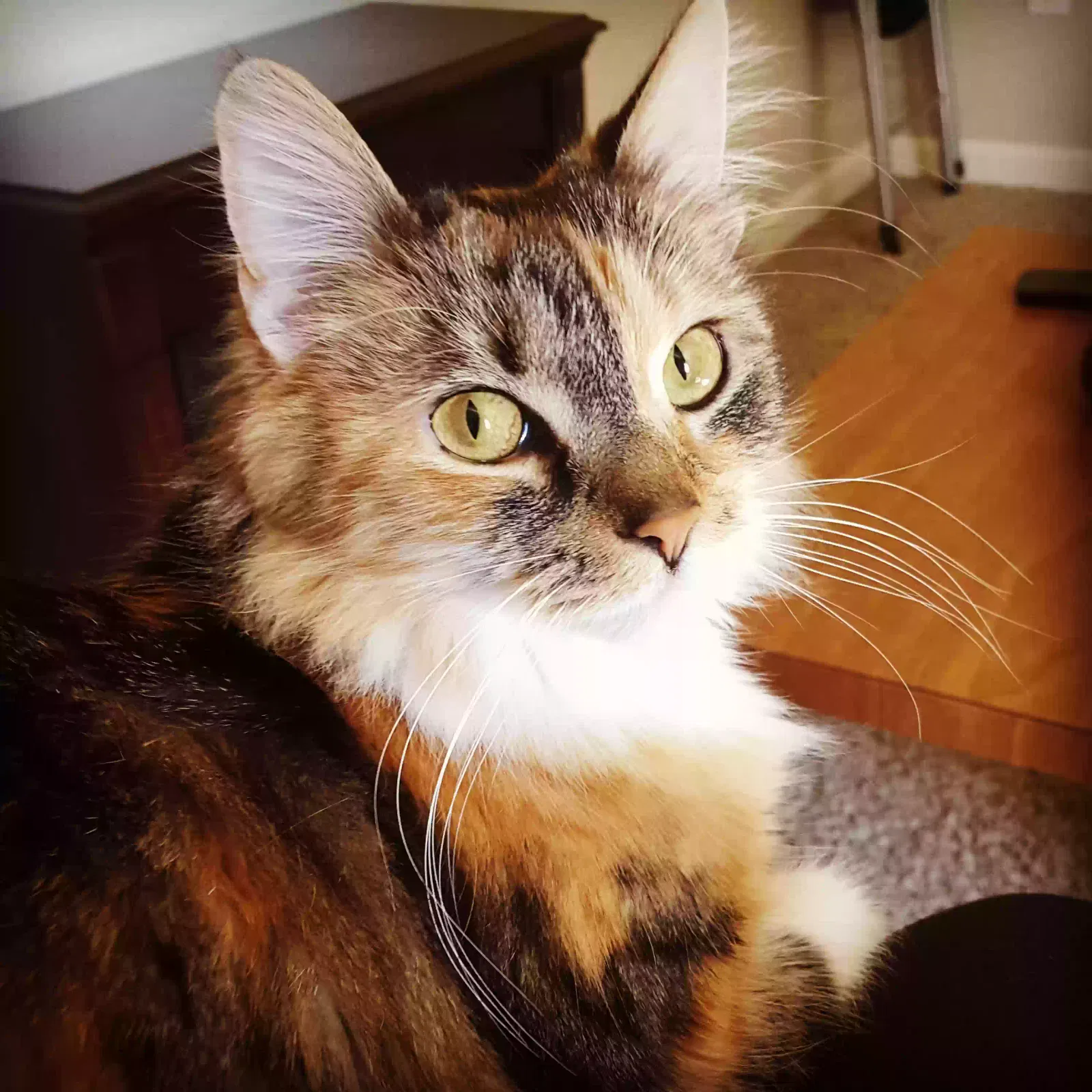 Lost cat in Oxnard, CA, 93030