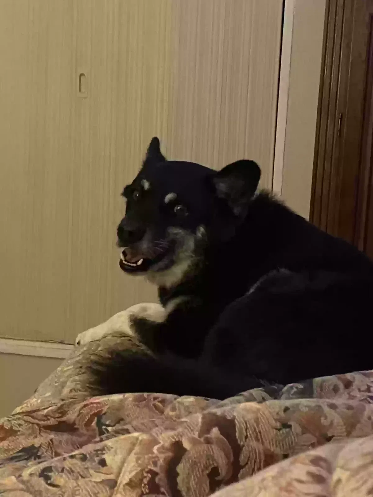 Lost dog in San Antonio, TX, 78228