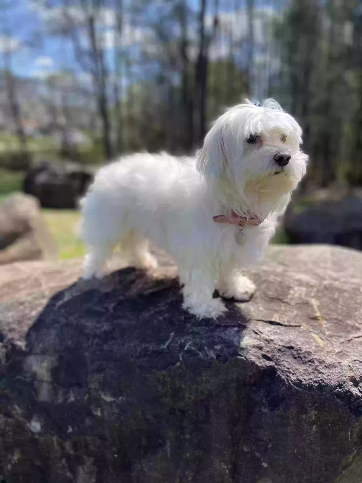 Lost dog in Mooresville, NC, 28115