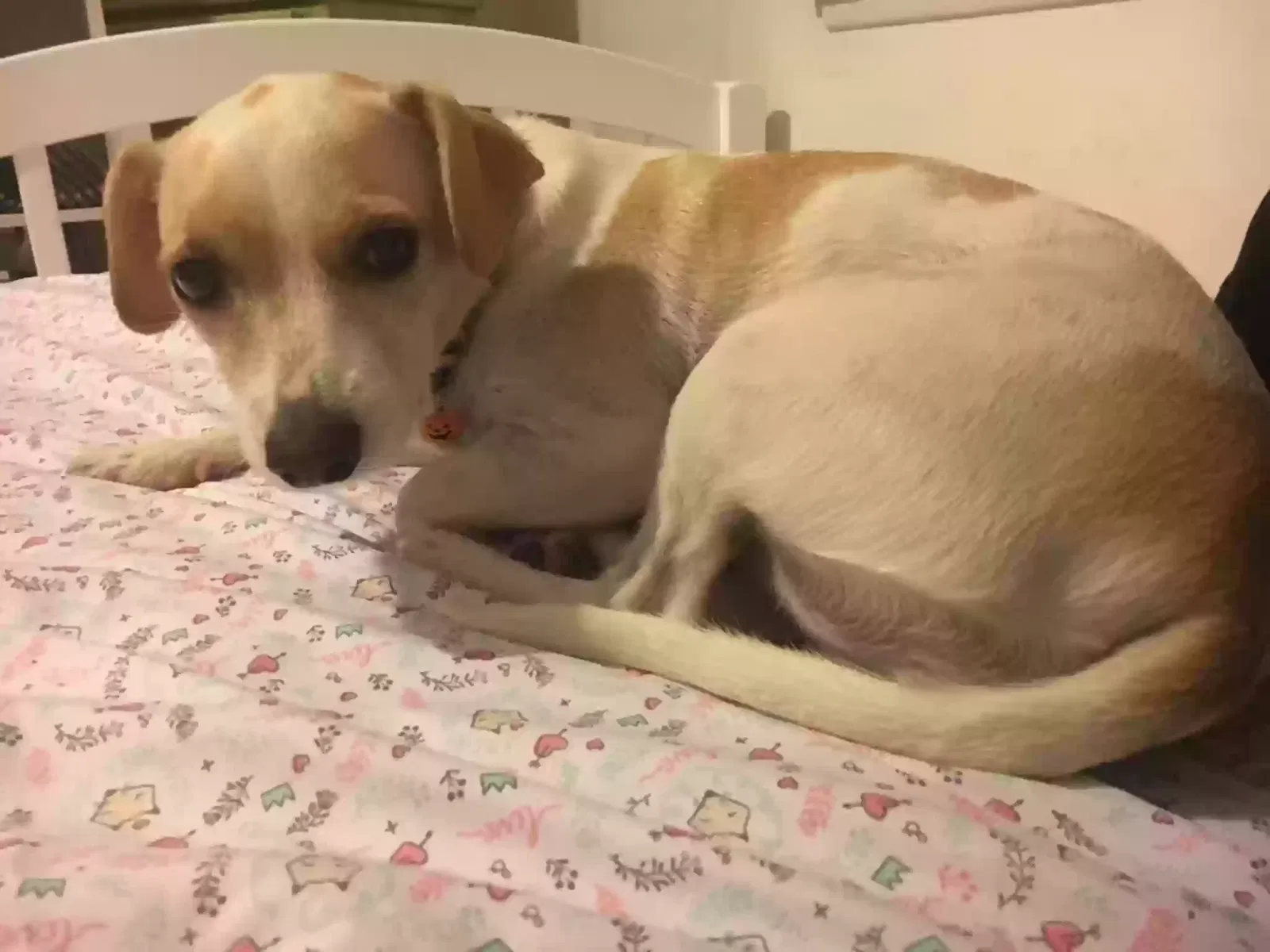 Lost dog in Camarillo, CA, 93010