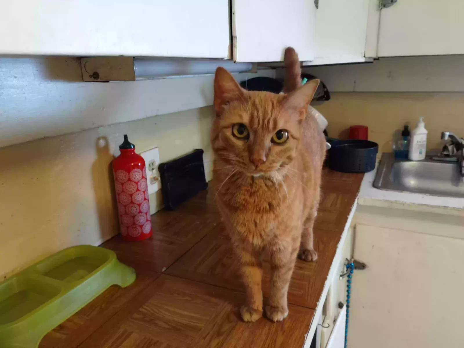 Lost cat in Ward, AR, 72176