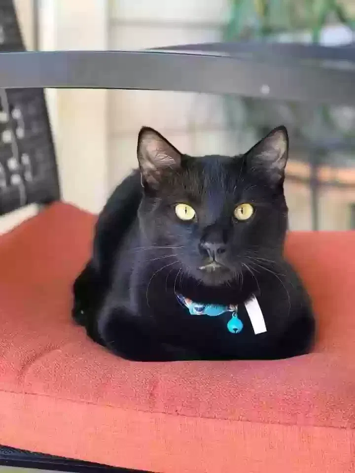 Lost cat in Arcadia, OK, 73007
