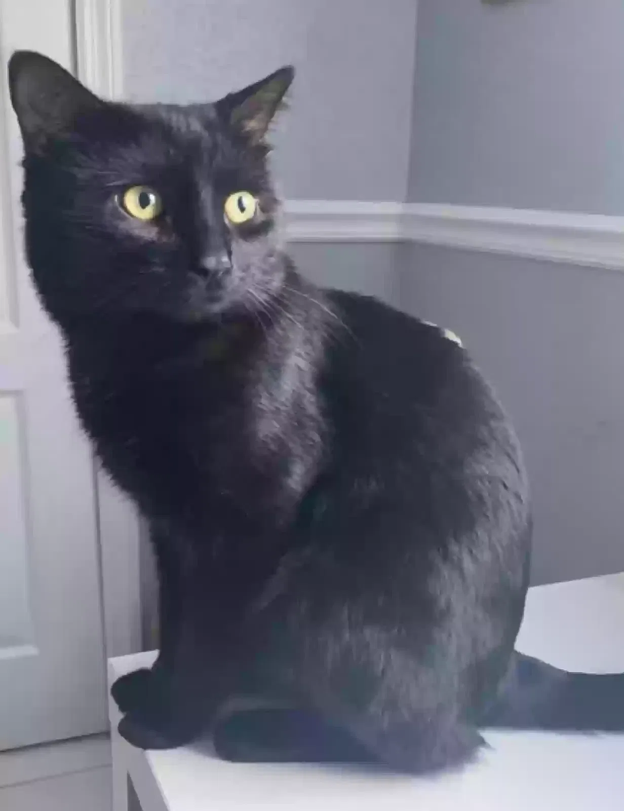 Lost cat in Hialeah, FL, 33018
