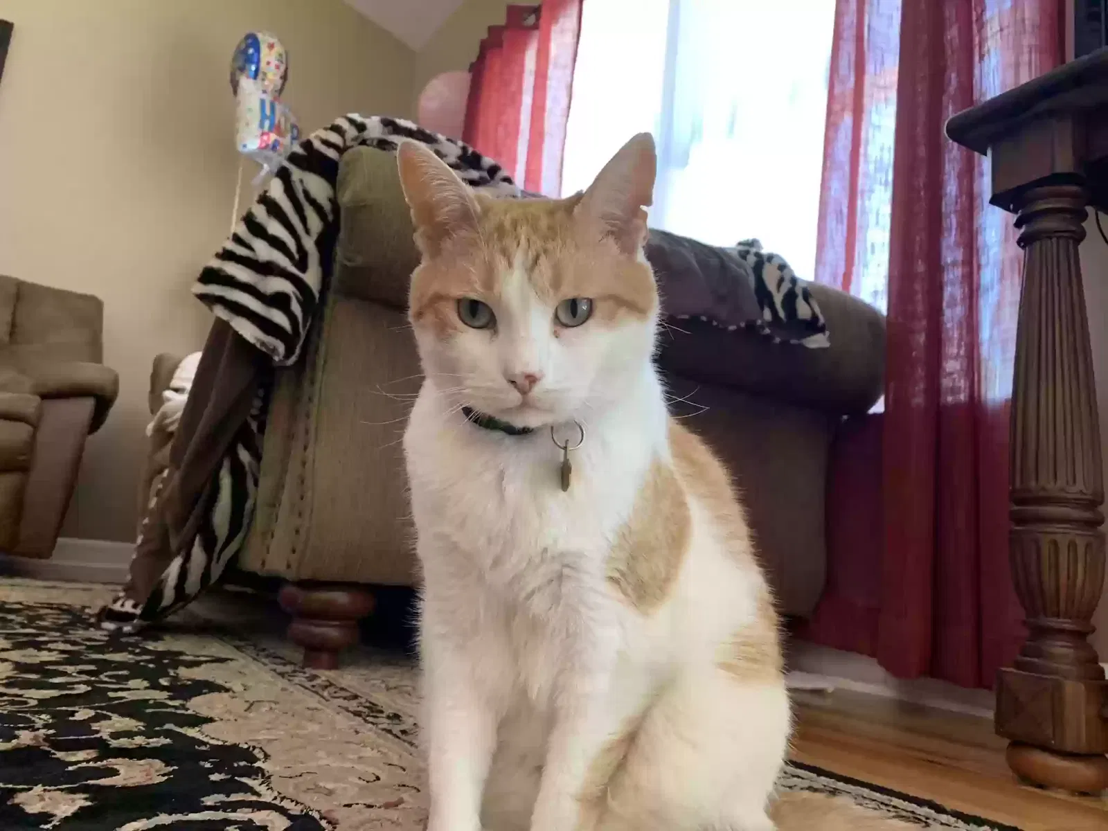 Lost cat in Anderson, SC, 29621