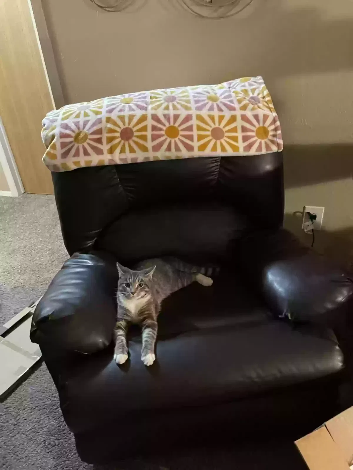 Lost cat in Toledo, OH, 43623