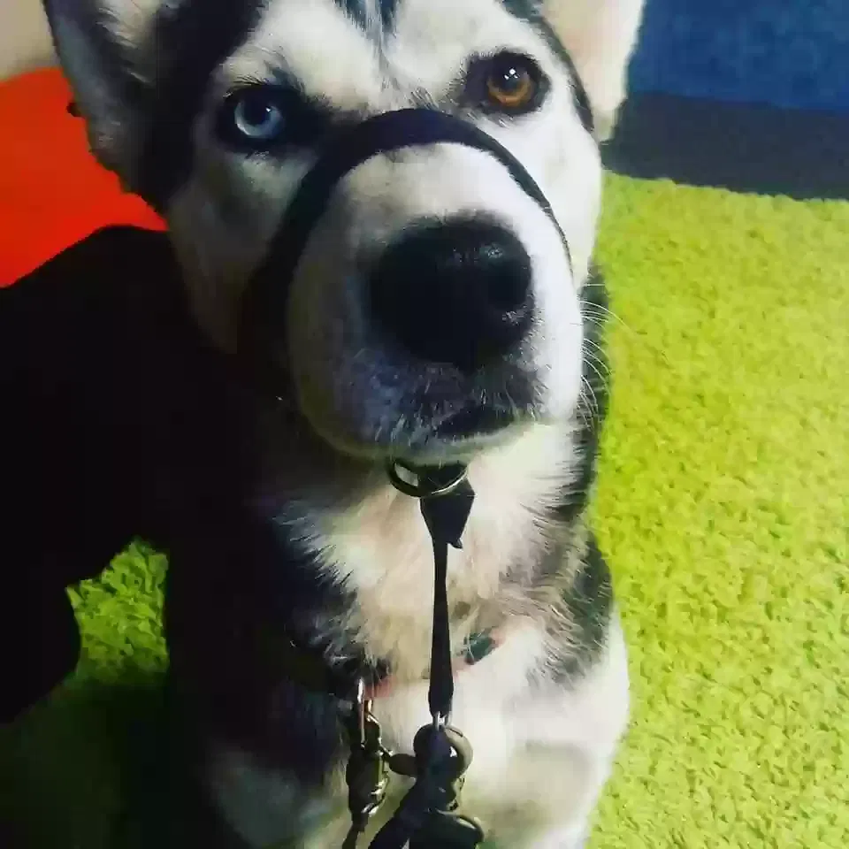 Lost dog in Albuquerque, NM, 87108