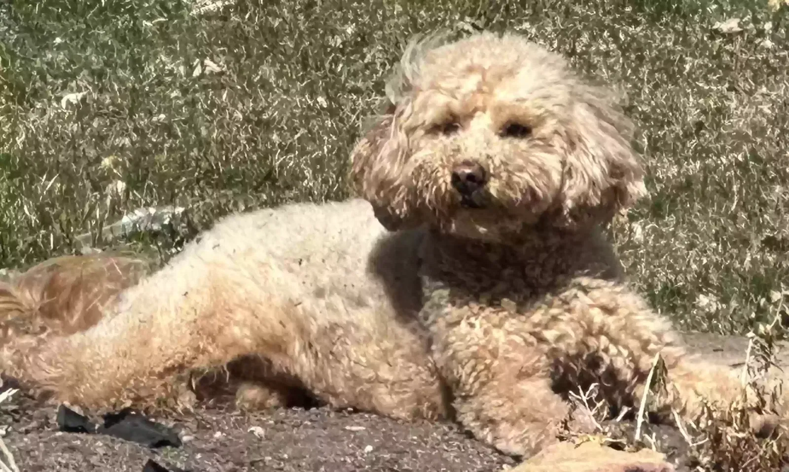 Lost dog in Denver, CO, 80211