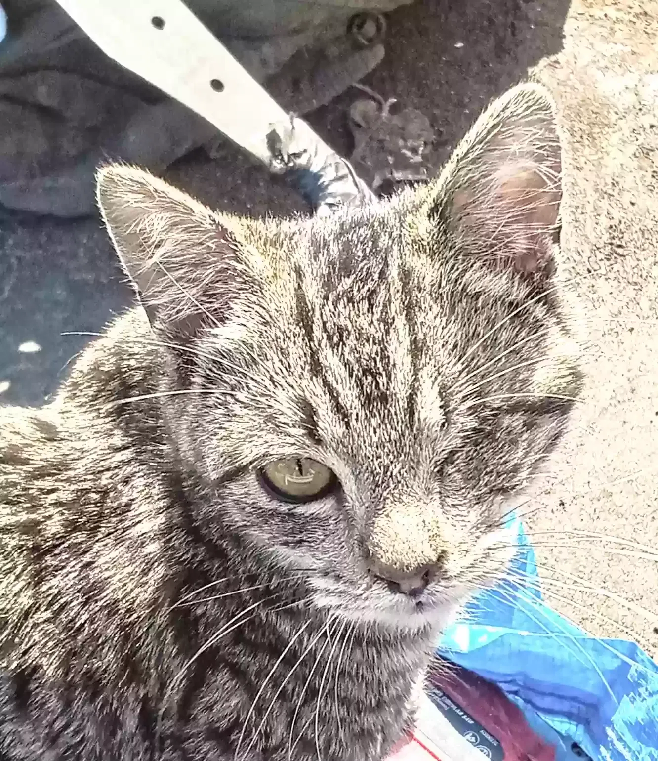 Lost cat in Fresno, CA, 93725