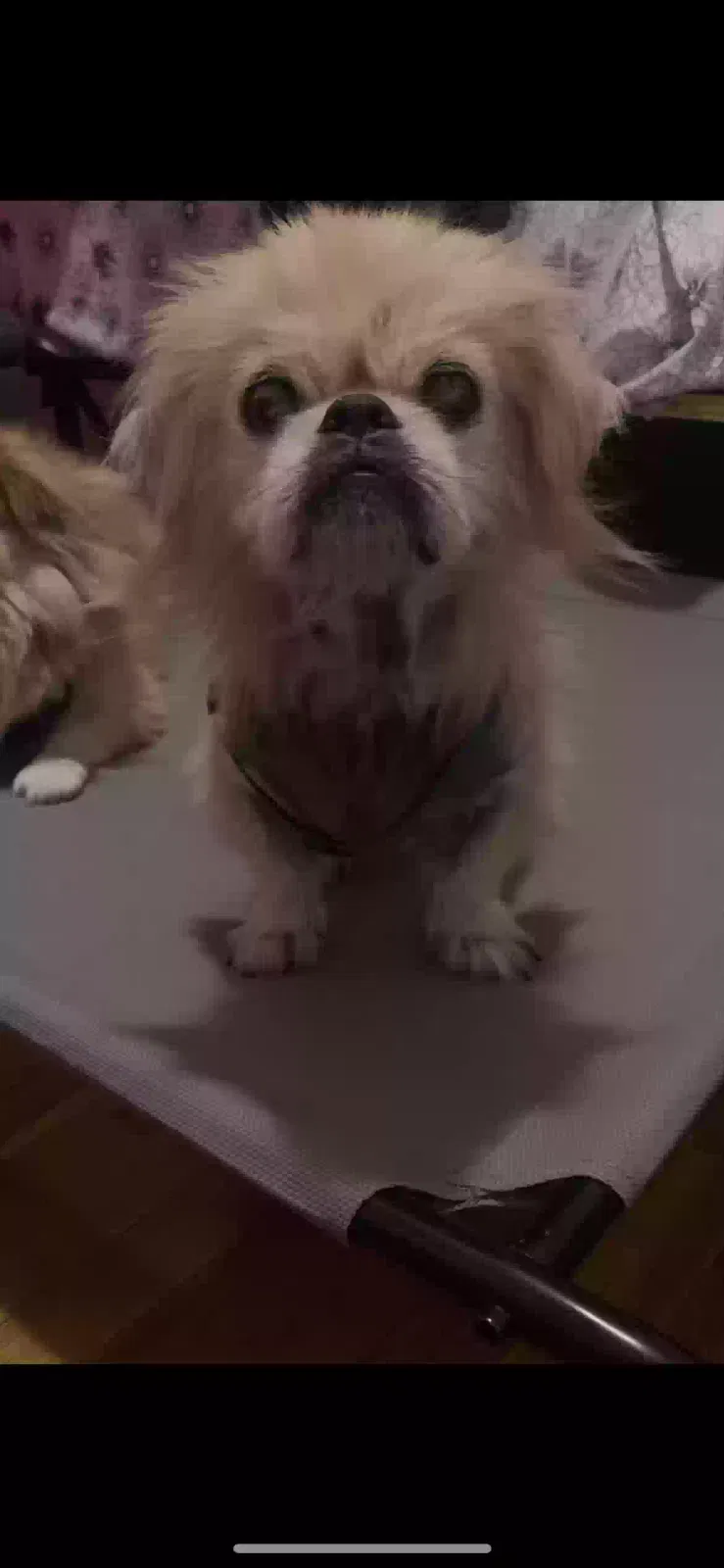 Lost dog in Bellflower, CA, 90706