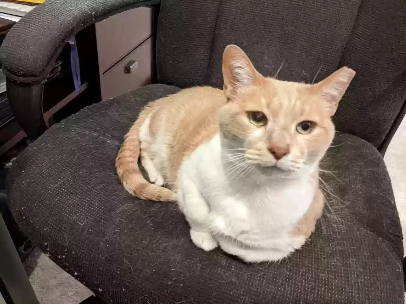 Lost cat in Laurel, MD, 20723