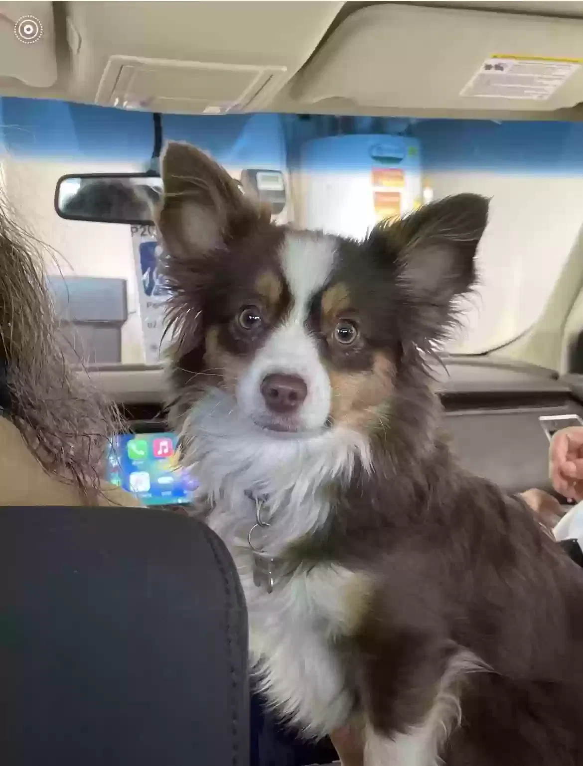 Lost dog in Eagle Mountain, UT, 84005