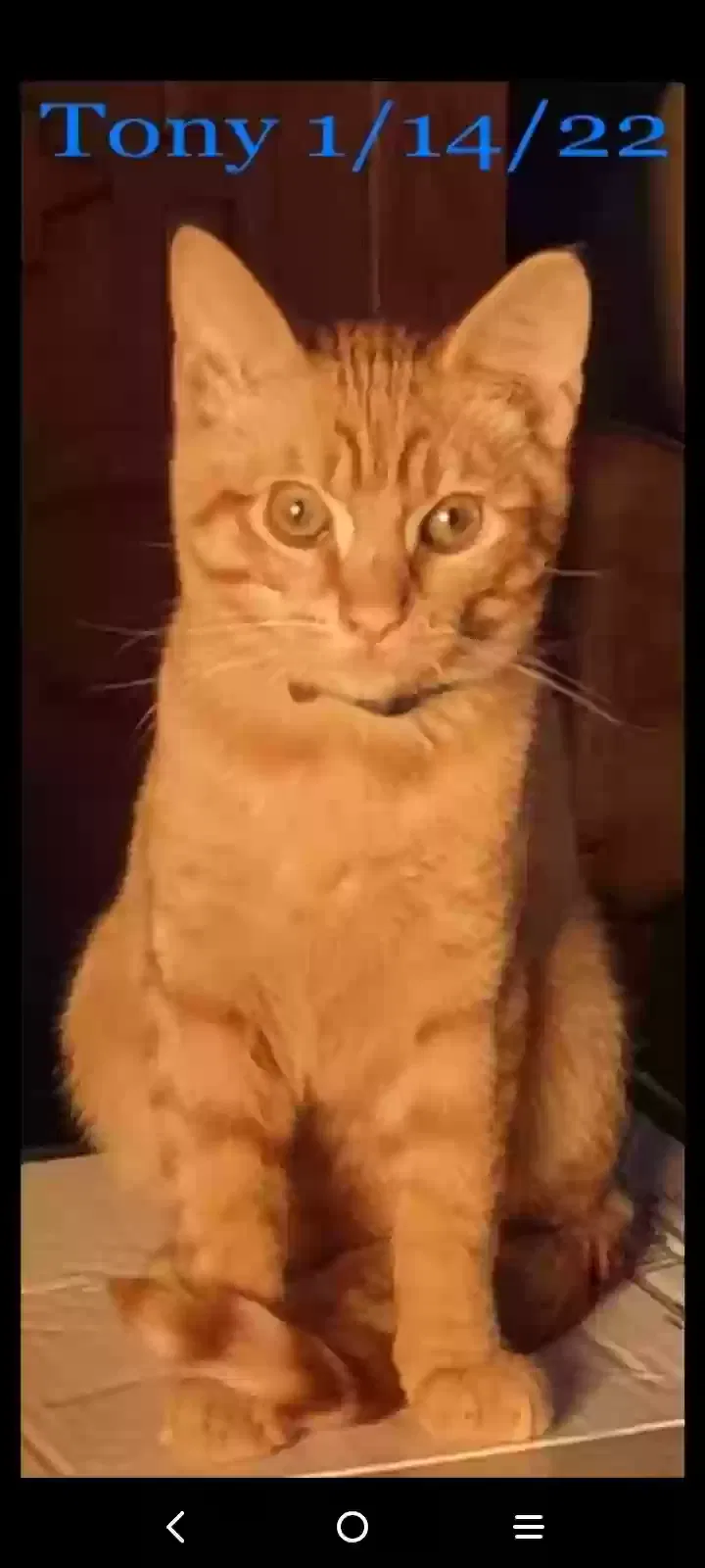 Lost cat in Puyallup, WA, 98375