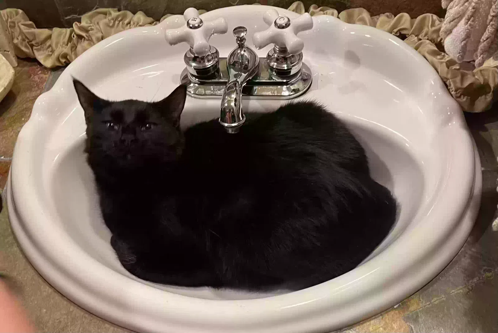 Lost cat in Oklahoma City, OK, 73151