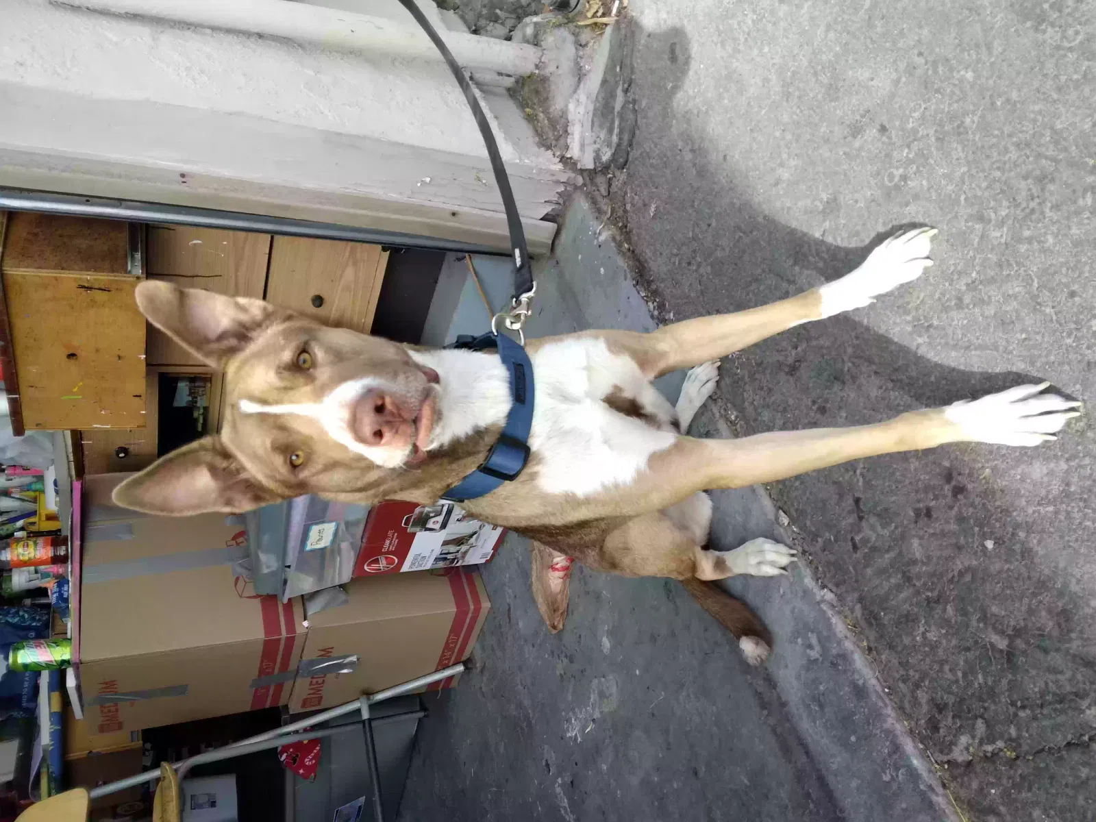 Lost dog in Las Vegas, NV, 89122