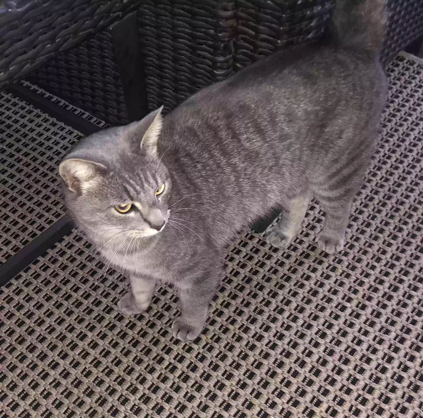 Found cat in Greenwood, IN, 46142