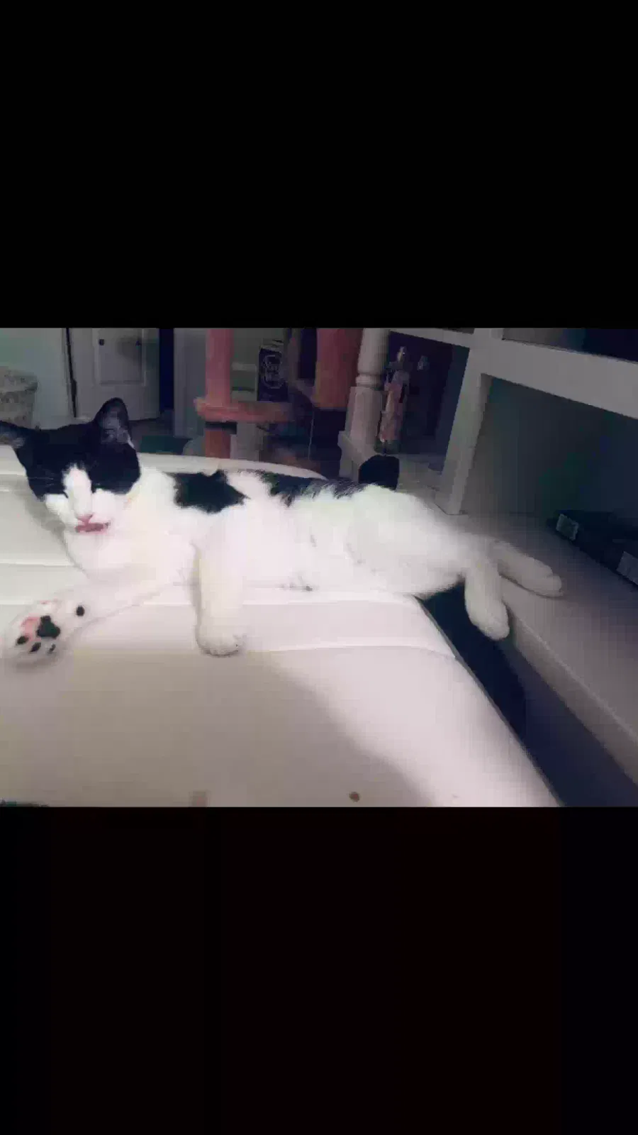 Lost cat in Apollo Beach, FL, 33572